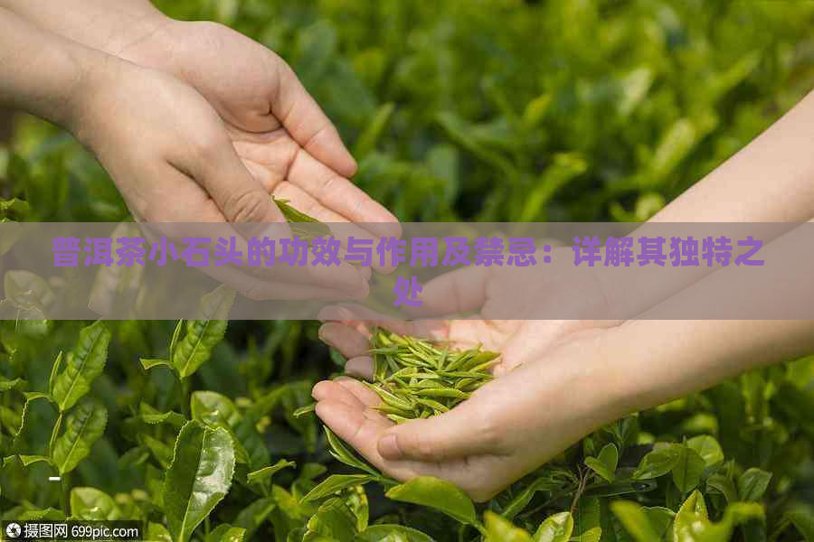 普洱茶小石头的功效与作用及禁忌：详解其独特之处