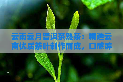 云南云月普洱茶熟茶：精选云南优质茶叶制作而成，口感醇厚，香气浓。