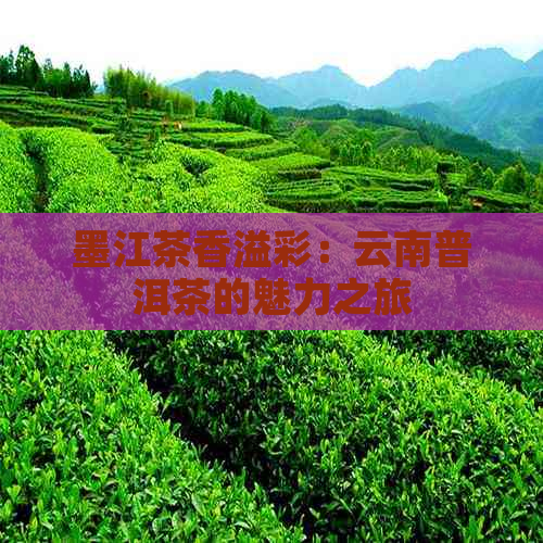 墨江茶香溢彩：云南普洱茶的魅力之旅