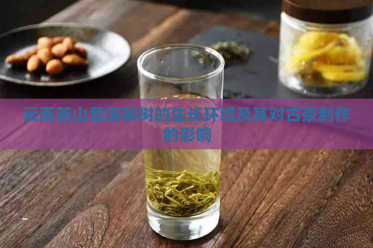 云南茶山普洱茶树的生长环境及其对古茶制作的影响