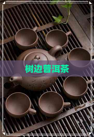 树边普洱茶