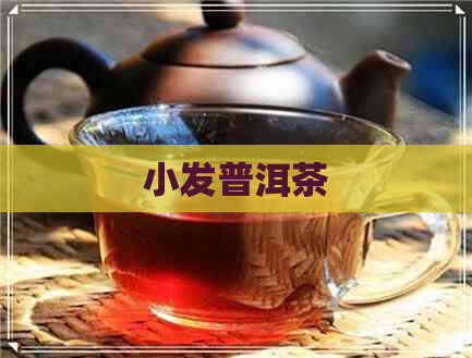 小发普洱茶