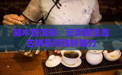 知木普洱茶：云南原生态古树茶的独特魅力