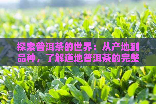 探索普洱茶的世界：从产地到品种，了解道地普洱茶的完整指南