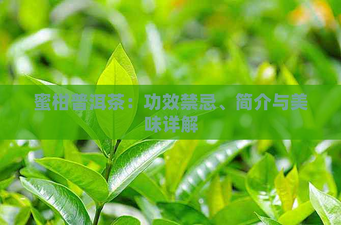 蜜柑普洱茶：功效禁忌、简介与美味详解