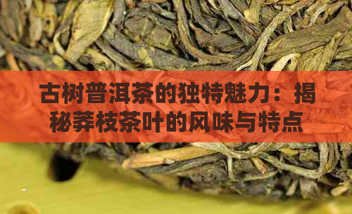 古树普洱茶的独特魅力：揭秘莽枝茶叶的风味与特点