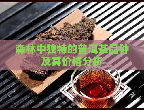 森林中独特的普洱茶品种及其价格分析