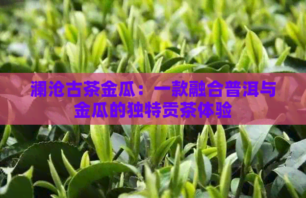 澜沧古茶金瓜：一款融合普洱与金瓜的独特贡茶体验