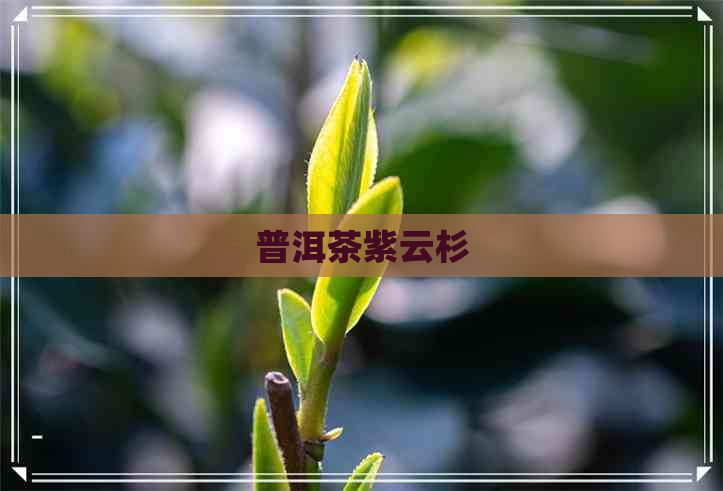 普洱茶紫云杉