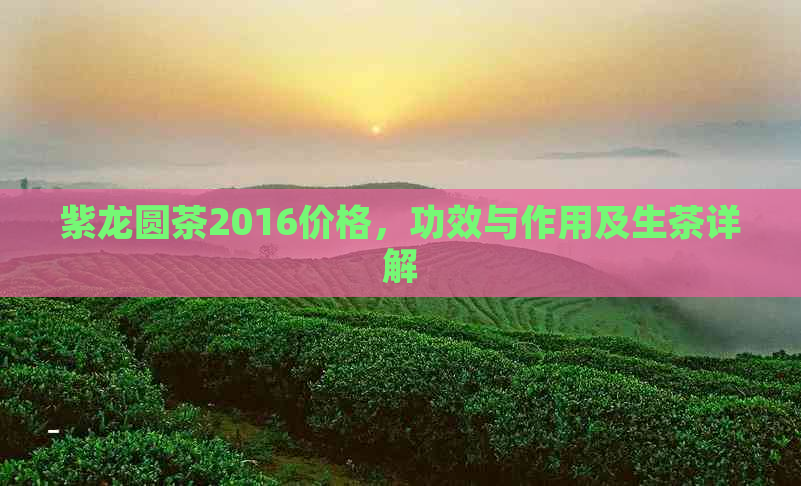 紫龙圆茶2016价格，功效与作用及生茶详解