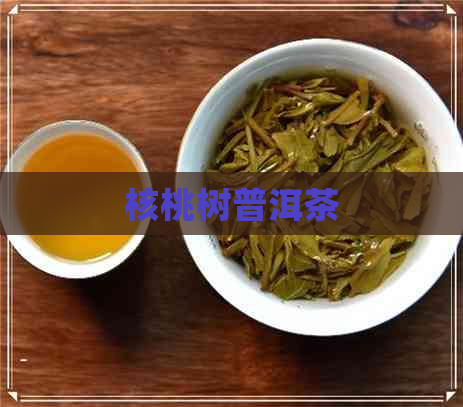 核桃树普洱茶