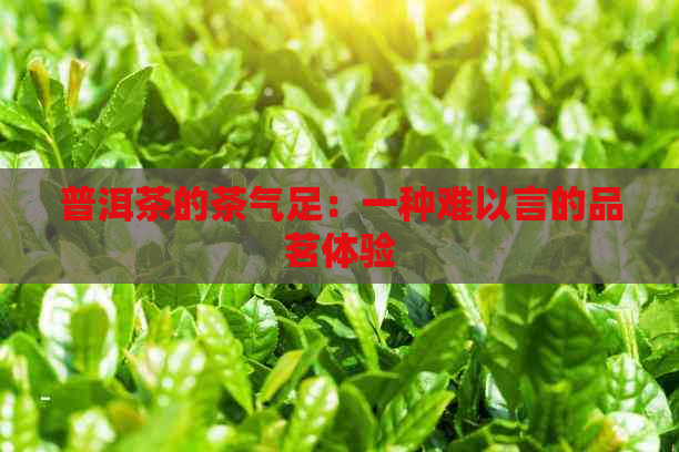 普洱茶的茶气足：一种难以言的品茗体验