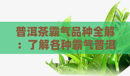 普洱茶霸气品种全解：了解各种霸气普洱茶的特性与口感