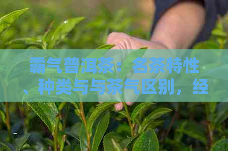 霸气普洱茶：名茶特性、种类与与茶气区别，经典品鉴指南