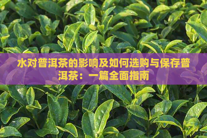 水对普洱茶的影响及如何选购与保存普洱茶：一篇全面指南