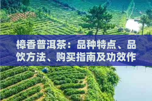 樟香普洱茶：品种特点、品饮方法、购买指南及功效作用一文解析