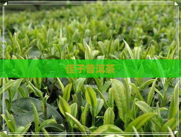 侄子普洱茶