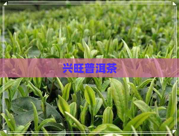 兴旺普洱茶