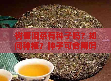 树普洱茶有种子吗？如何种植？种子可食用吗？普洱茶中的树和籽详解