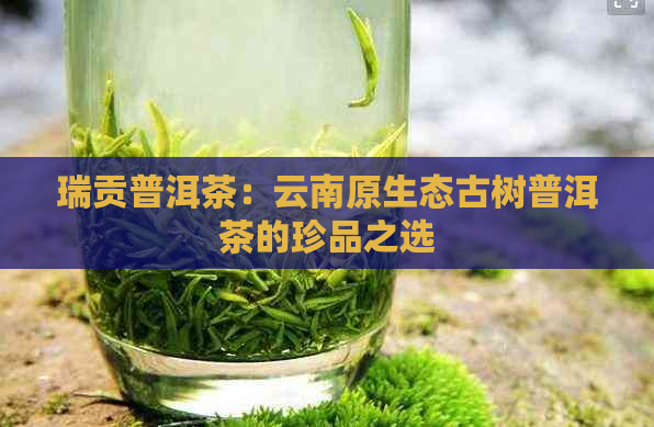 瑞贡普洱茶：云南原生态古树普洱茶的珍品之选