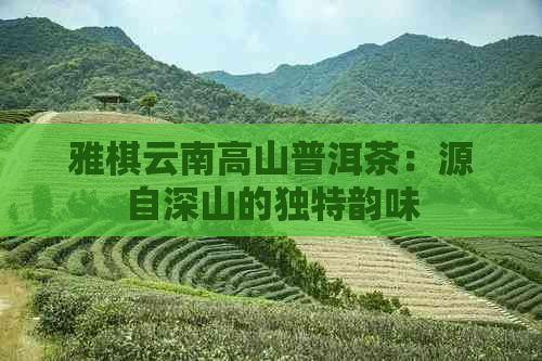 雅棋云南高山普洱茶：源自深山的独特韵味