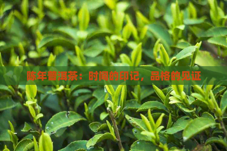 陈年普洱茶：时间的印记，品格的见证