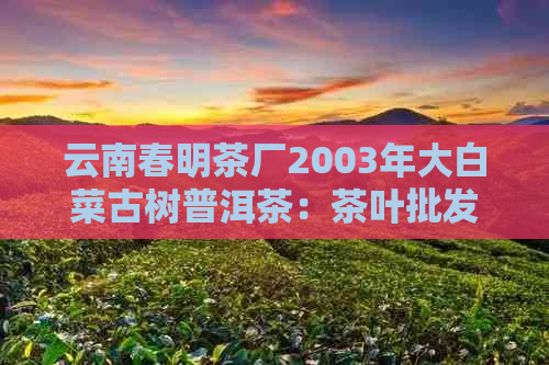 云南春明茶厂2003年大白菜古树普洱茶：茶叶批发价格与图片