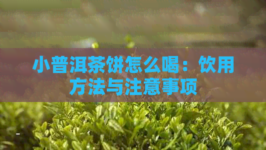 小普洱茶饼怎么喝：饮用方法与注意事项