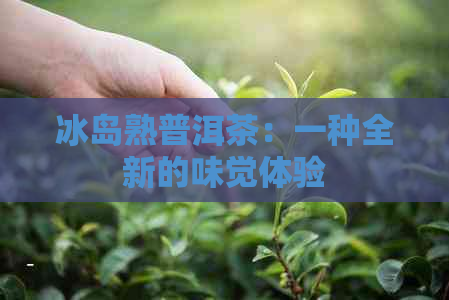 冰岛熟普洱茶：一种全新的味觉体验