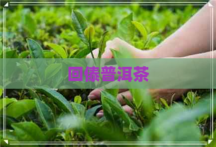 回傣普洱茶