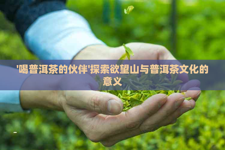 '喝普洱茶的伙伴'探索欲望山与普洱茶文化的意义