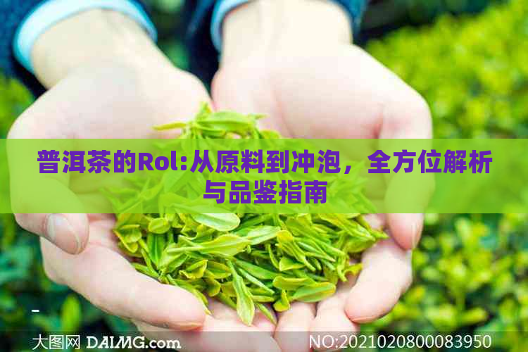 普洱茶的Rol:从原料到冲泡，全方位解析与品鉴指南