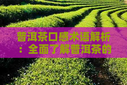 普洱茶口感术语解析：全面了解普洱茶的风味、香气、回等特征