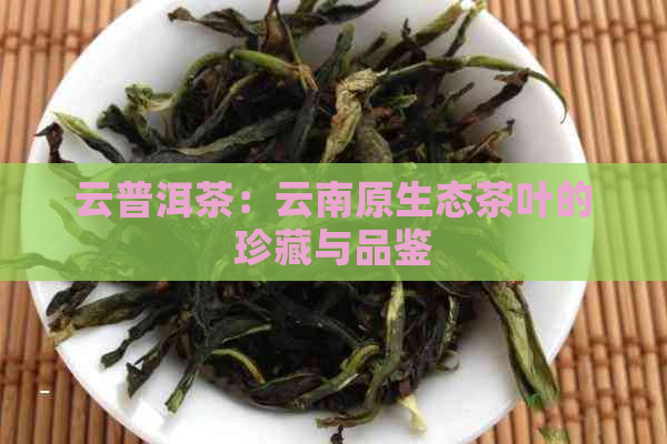 云普洱茶：云南原生态茶叶的珍藏与品鉴