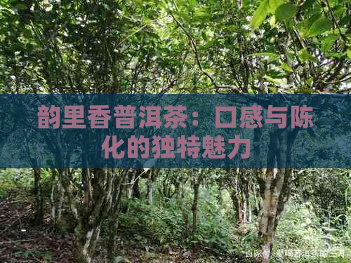 韵里香普洱茶：口感与陈化的独特魅力