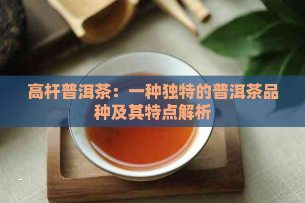 高杆普洱茶：一种独特的普洱茶品种及其特点解析