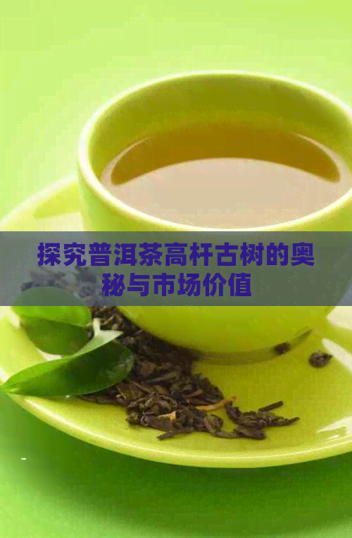 探究普洱茶高杆古树的奥秘与市场价值