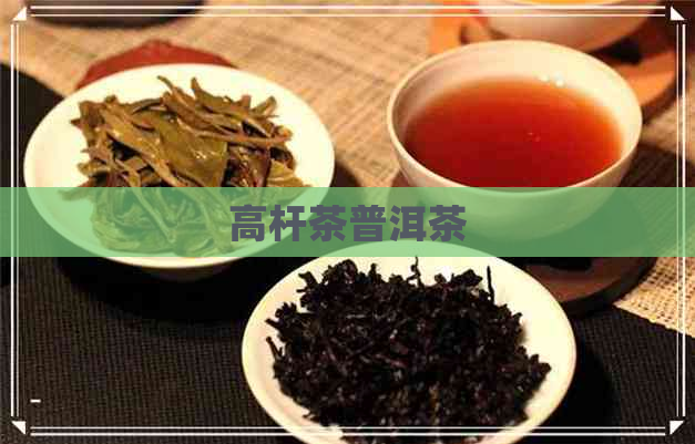 高杆茶普洱茶