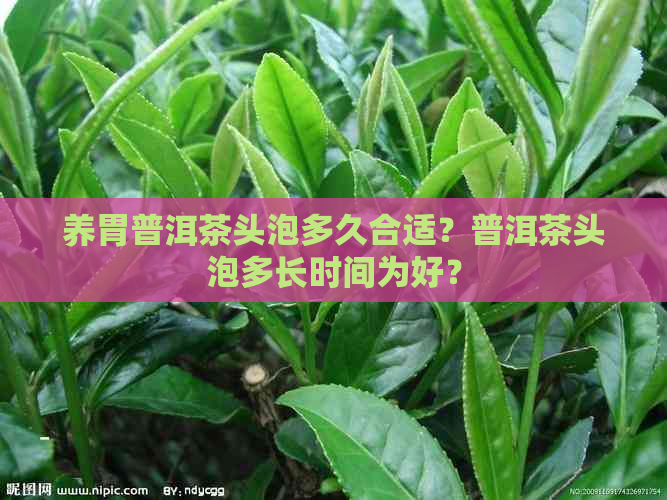 养胃普洱茶头泡多久合适？普洱茶头泡多长时间为好？