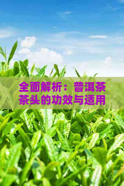 全面解析：普洱茶茶头的功效与适用人群禁忌