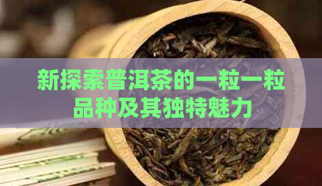 新探索普洱茶的一粒一粒品种及其独特魅力