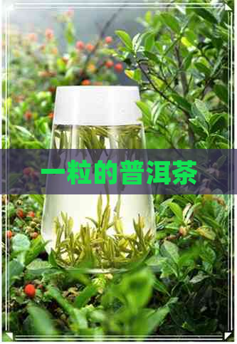 一粒的普洱茶