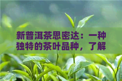 新普洱茶思密达：一种独特的茶叶品种，了解其历、制作工艺和功效