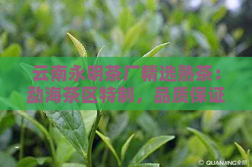 云南永明茶厂精选熟茶：勐海茶区特制，品质保证，批发价格优