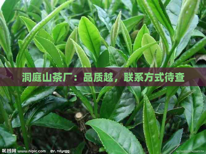 洞庭山茶厂：品质越，联系方式待查