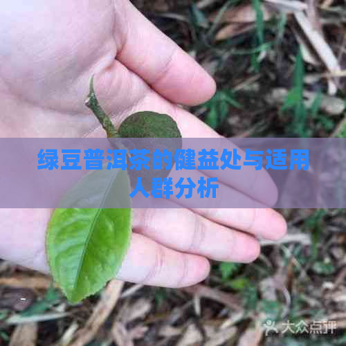 绿豆普洱茶的健益处与适用人群分析