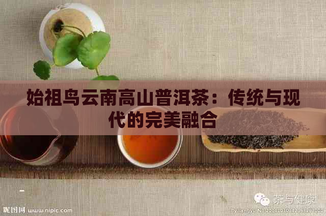 始祖鸟云南高山普洱茶：传统与现代的完美融合