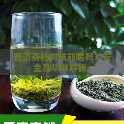 普洱茶枯树枝能喝吗？安全及功效解析。