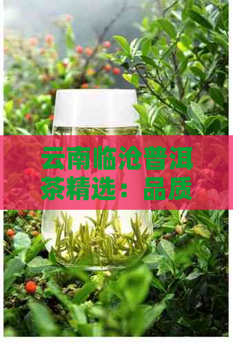 云南临沧普洱茶精选：品质茶叶推荐