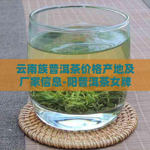 云南族普洱茶价格产地及厂家信息-阳普洱茶女牌